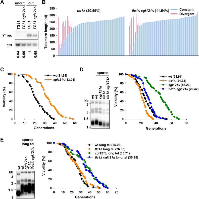 Deletion of KEOPS subunit gene <i>CGI121</i> compromises telomere recombination and inhibits cellular aging.
