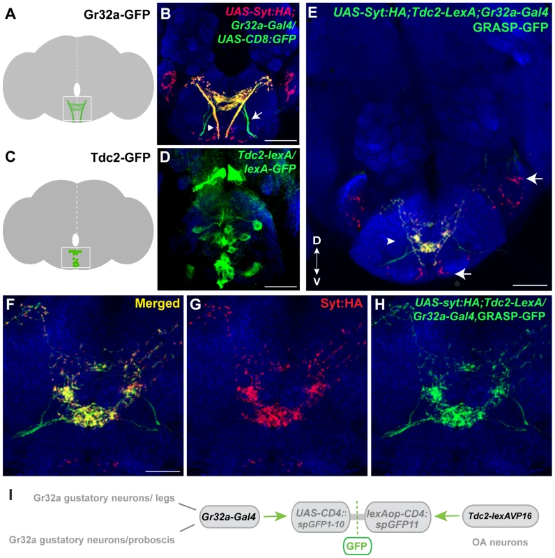 Gr32a neurons contact OA neurons in the suboesophageal ganglion.