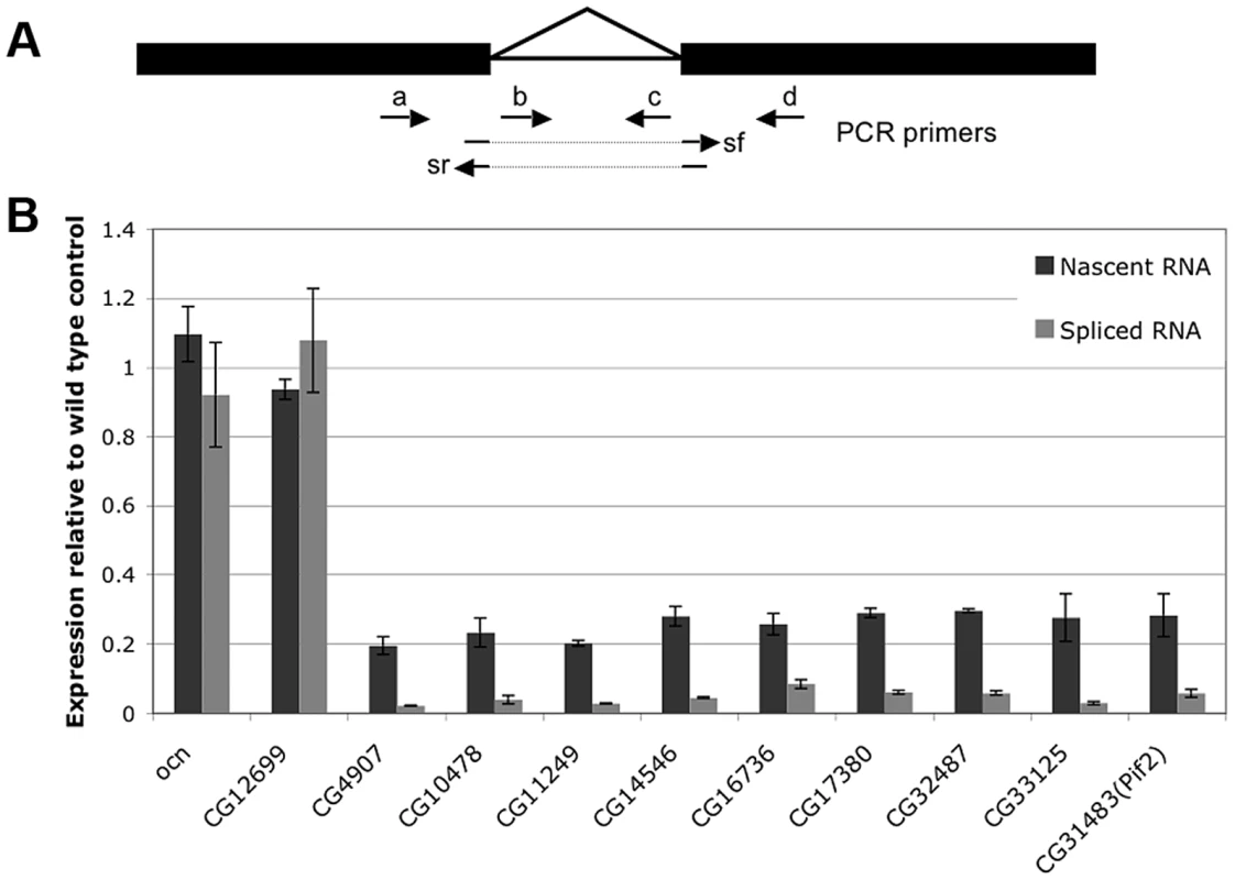 Expression of both nascent and mature mRNA of target genes is reduced in <i>Nxt1</i> mutant spermatocytes.