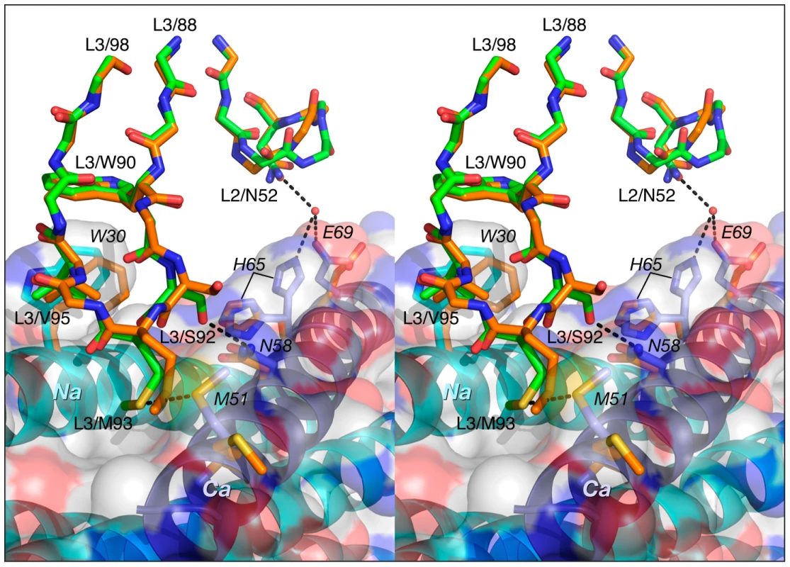 Comparison of the interactions of CDR-L2 of Fab 8066 and Fab 8062 with 5-Helix.
