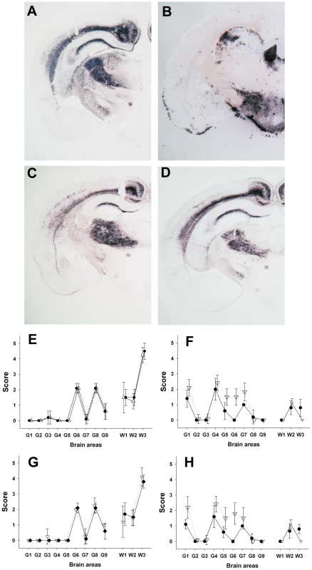 PrP<sup>Sc</sup> distribution pattern and lesion profile in <i>tg338</i> mice inoculated with Atypical/Nor98 scrapie and classical scrapie sheep tissues.