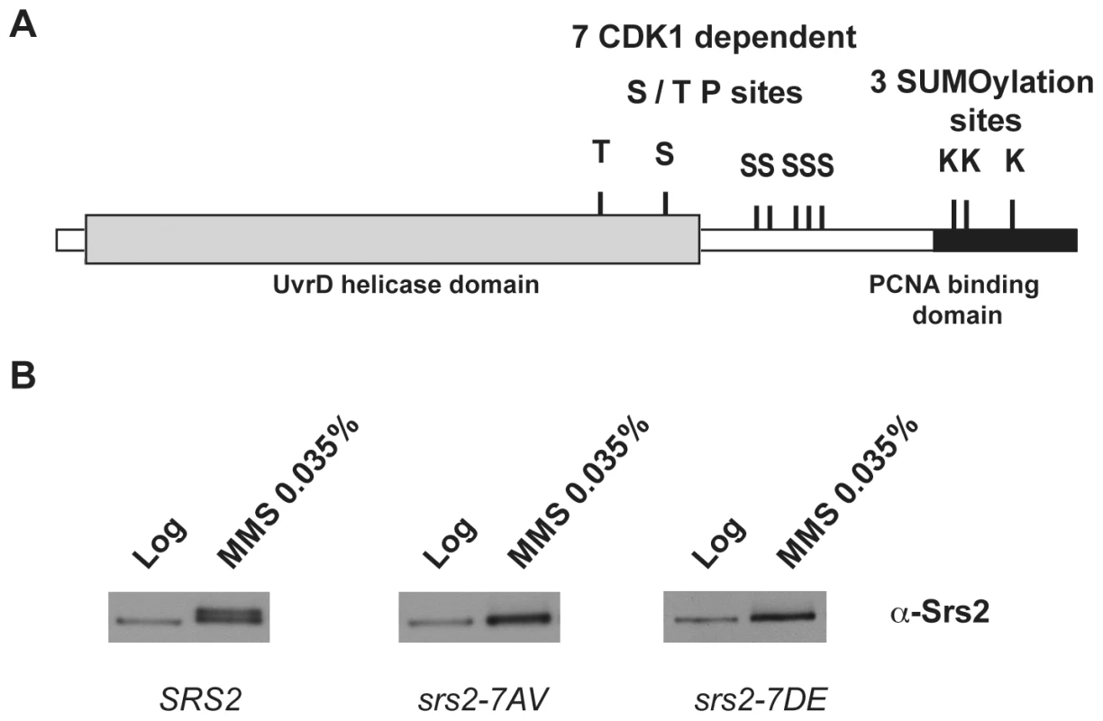 Srs2 contains consensus sites for multiple post-translational modifications.