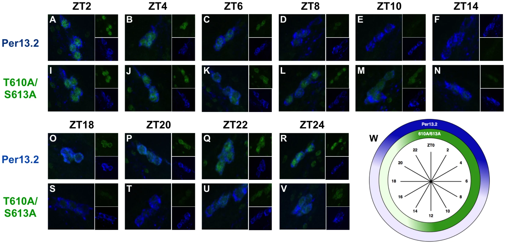 PER-T610A/S613A displays prolonged expression in the small LN<sub>v</sub>s.