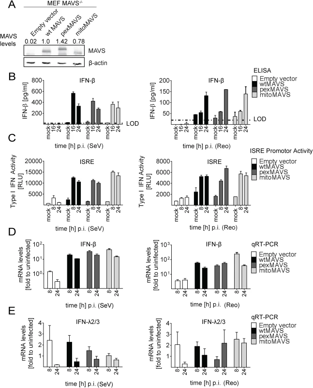 No difference in virus-induced activation of type I and III IFN response in MAVS<sup>-/-</sup> mouse cells expressing peroxisomal and mitochondrial MAVS.