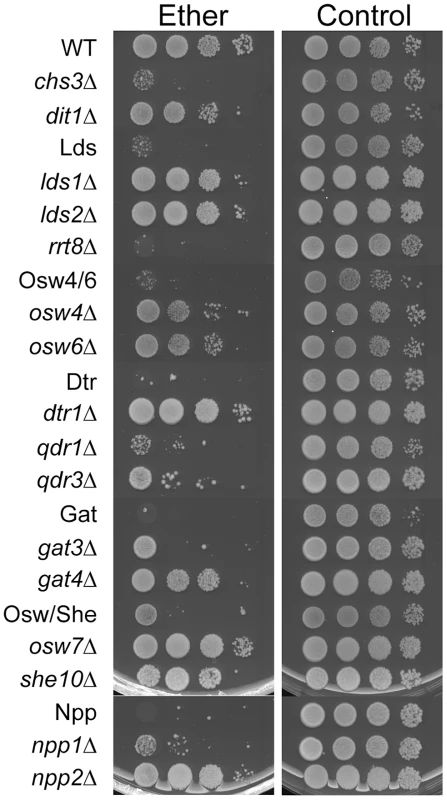 The effect of deletion of paralog sets on ether resistance of spores.