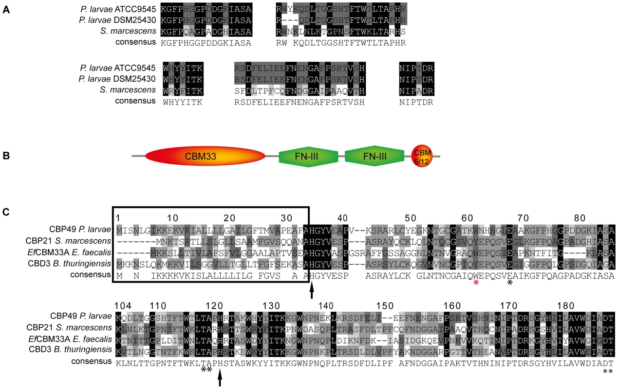 Identification of <i>Pl</i>CBP49 as a novel member of the AA10 (formerly CBM33) family of LPMOs.