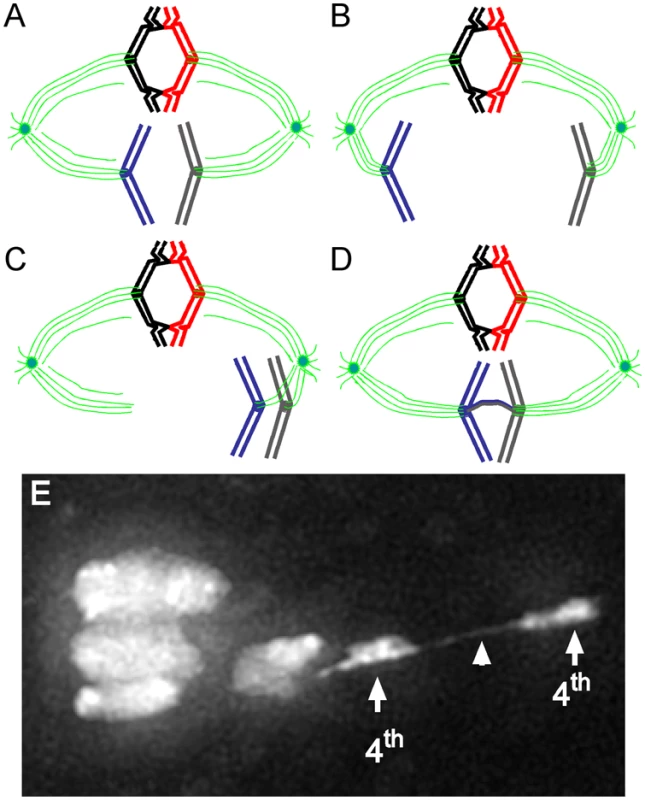 Model for achiasmate chromosome segregation.