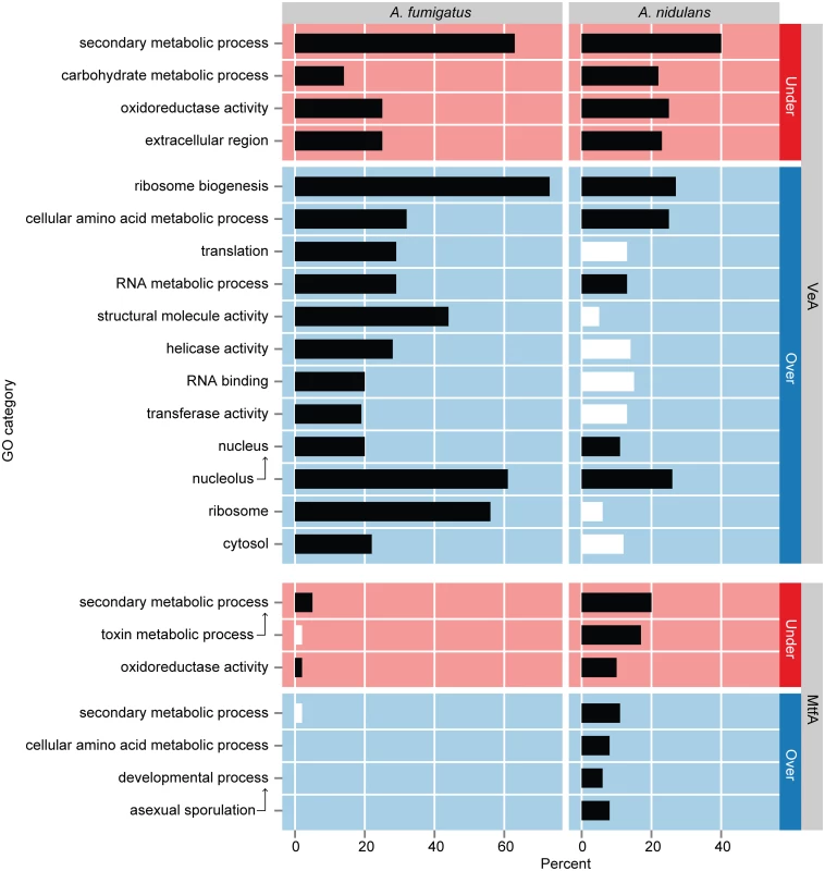 GO term enrichment analysis of genes differentially expressed in Δ<i>veA</i> and Δ<i>mtfA</i> relative to wild type in <i>A</i>. <i>fumigatus</i> and <i>A</i>. <i>nidulans</i>.