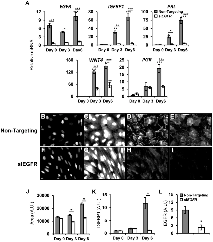 <i>EGFR</i> attenuation inhibits human endometrial stromal cell (HESC) decidualization.