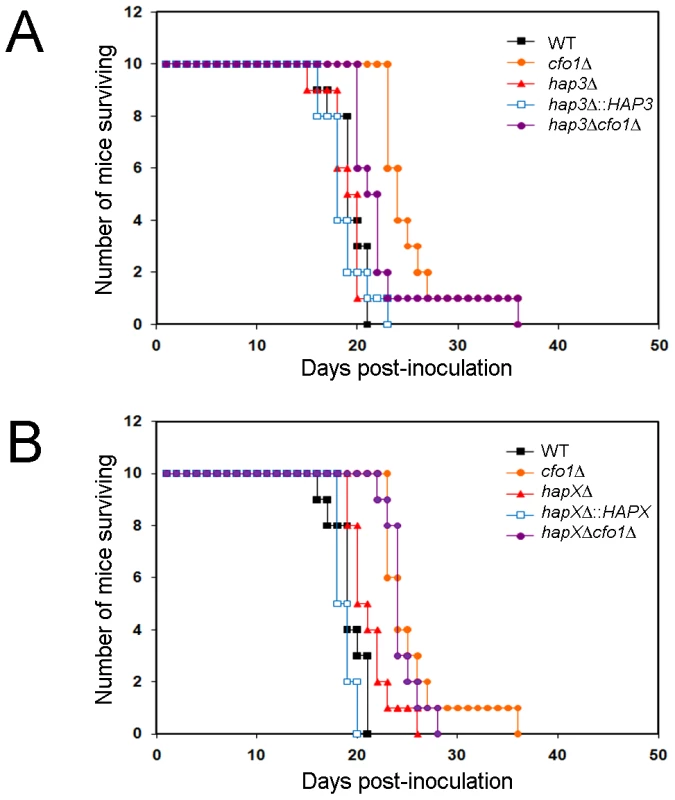 The <i>hapXΔ</i> mutant is modestly attenuated for virulence in a mouse inhalation model of cryptococcosis.