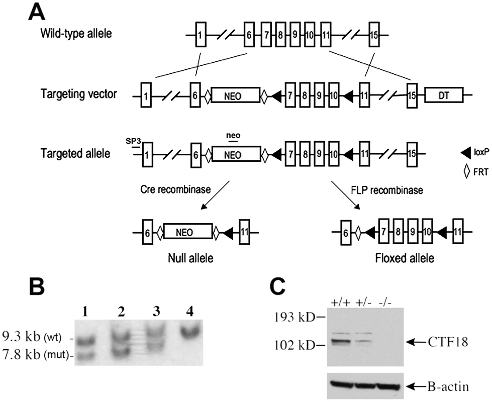 Derivation of <i>Chtf18</i><sup>−/−</sup> and <i>Chtf18<sup>flox/flox</sup></i> mice.
