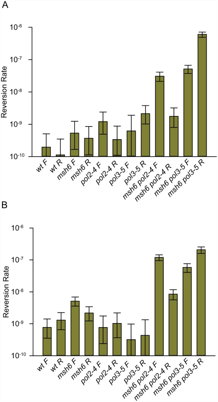 Reversion rates of <i>trp5-G148T</i> and <i>trp5-A149C</i> diploid strains show major increases only when lacking both MMR and one proofreading activity.