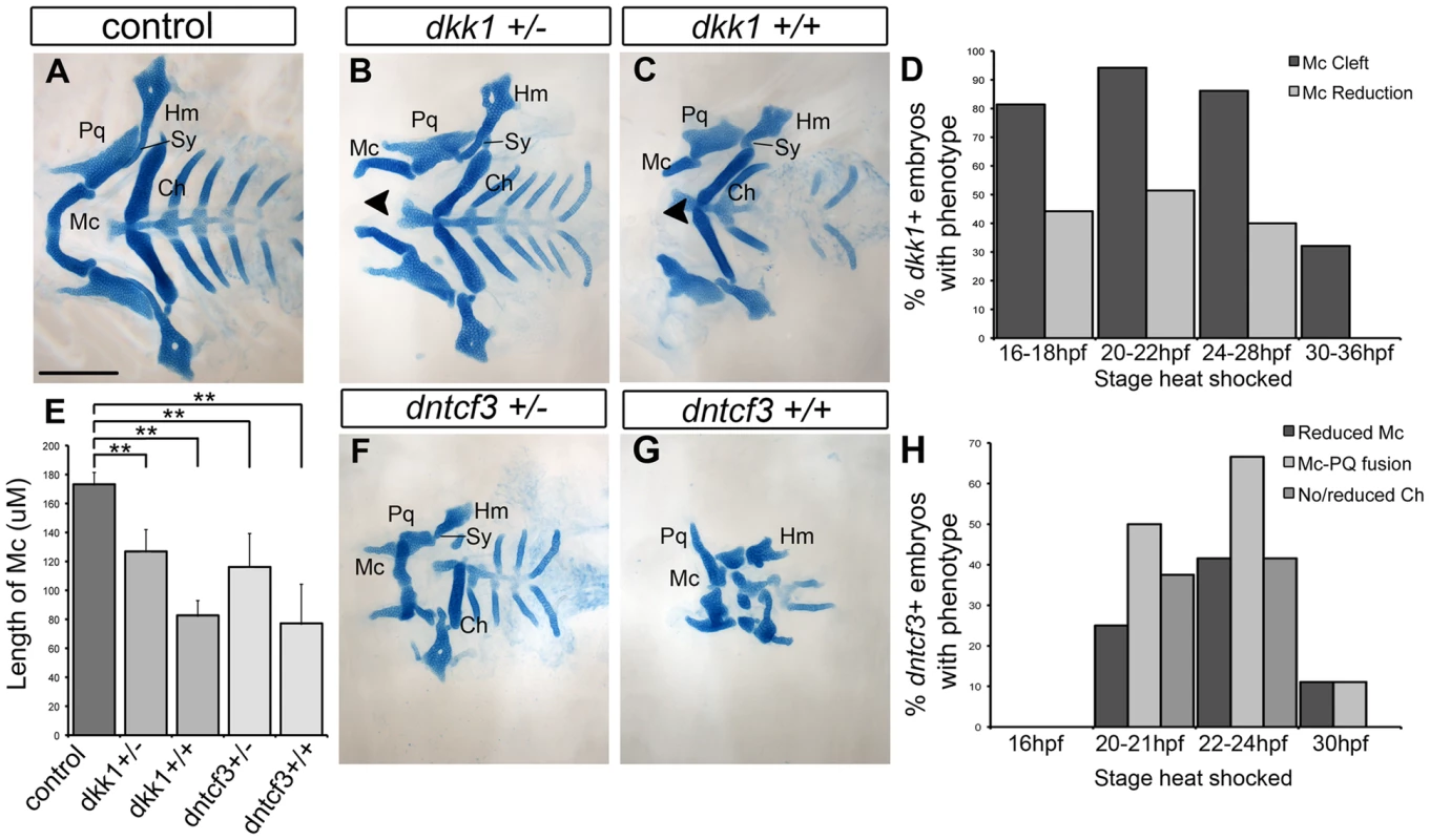Requirements for Wnt signaling in craniofacial cartilage development.