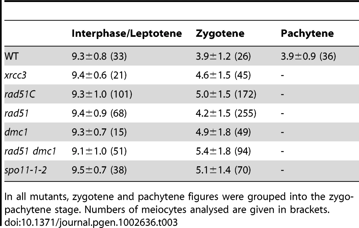 Mean numbers of centromere FISH signals though prophase I in recombination defective lines.