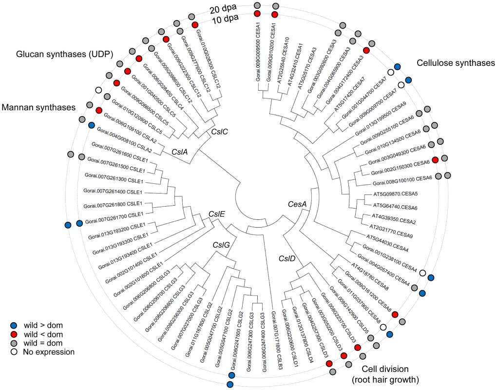The phylogeny of cellulose synthase (<i>CesA</i>) and cellulose synthase-like (<i>CSL</i>) genes.