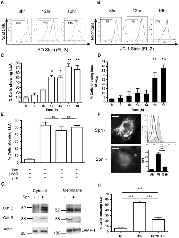 Differentiated THP-1 cells infected with pneumococci exhibit loss of lysosomal acidification and cytosolic translocation of cathepsin D.