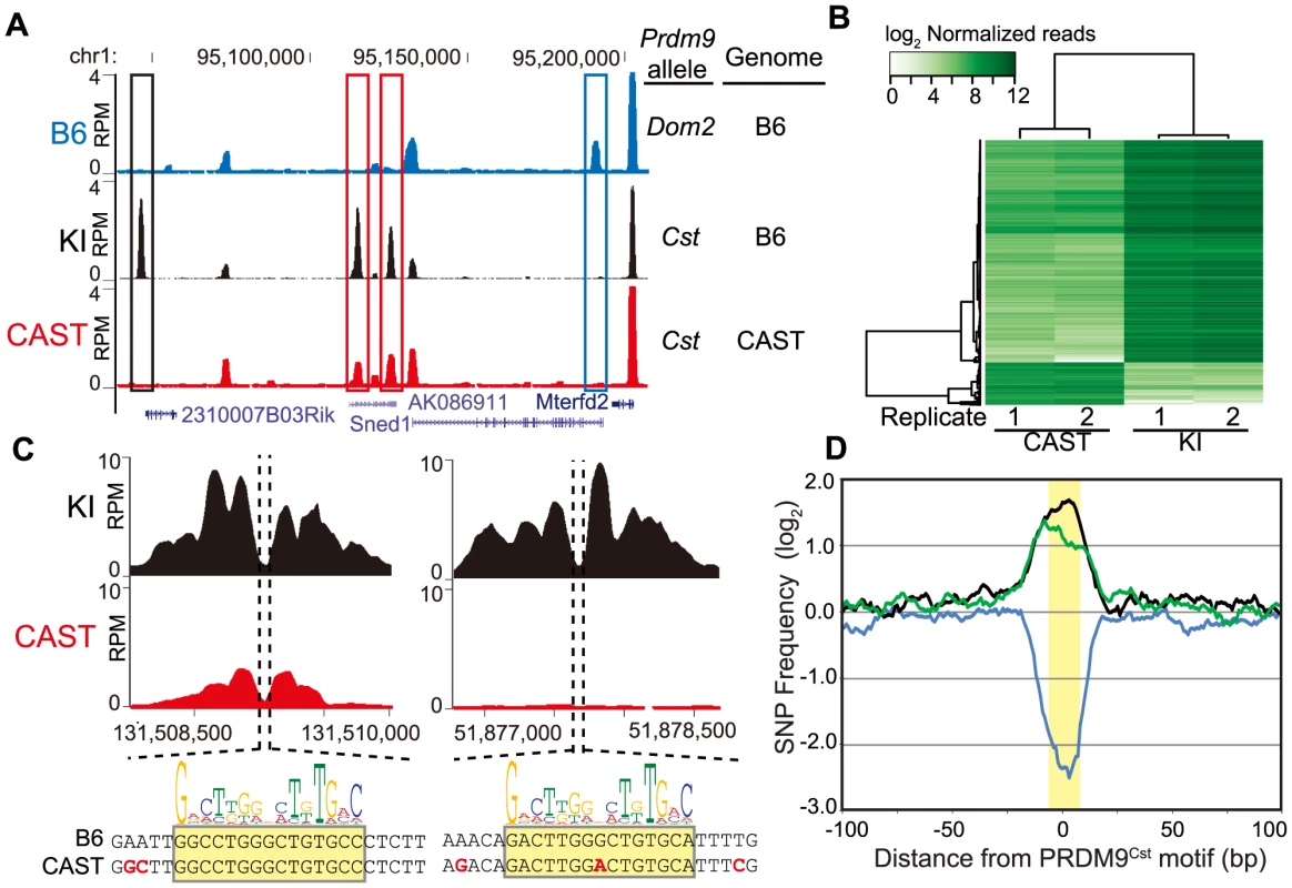 PRDM9 activity is dependent on genetic background.