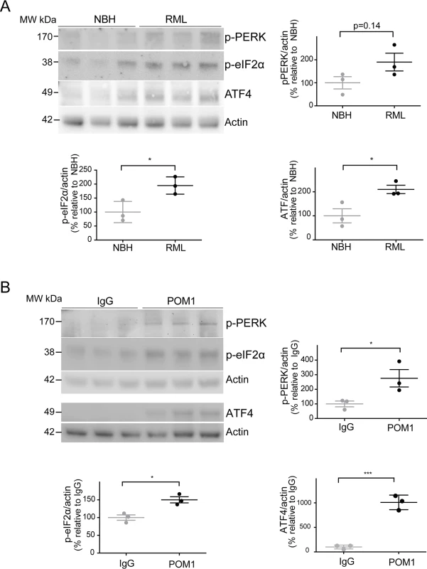 ER stress is detected in both prion-infected and GDL-exposed COCS.