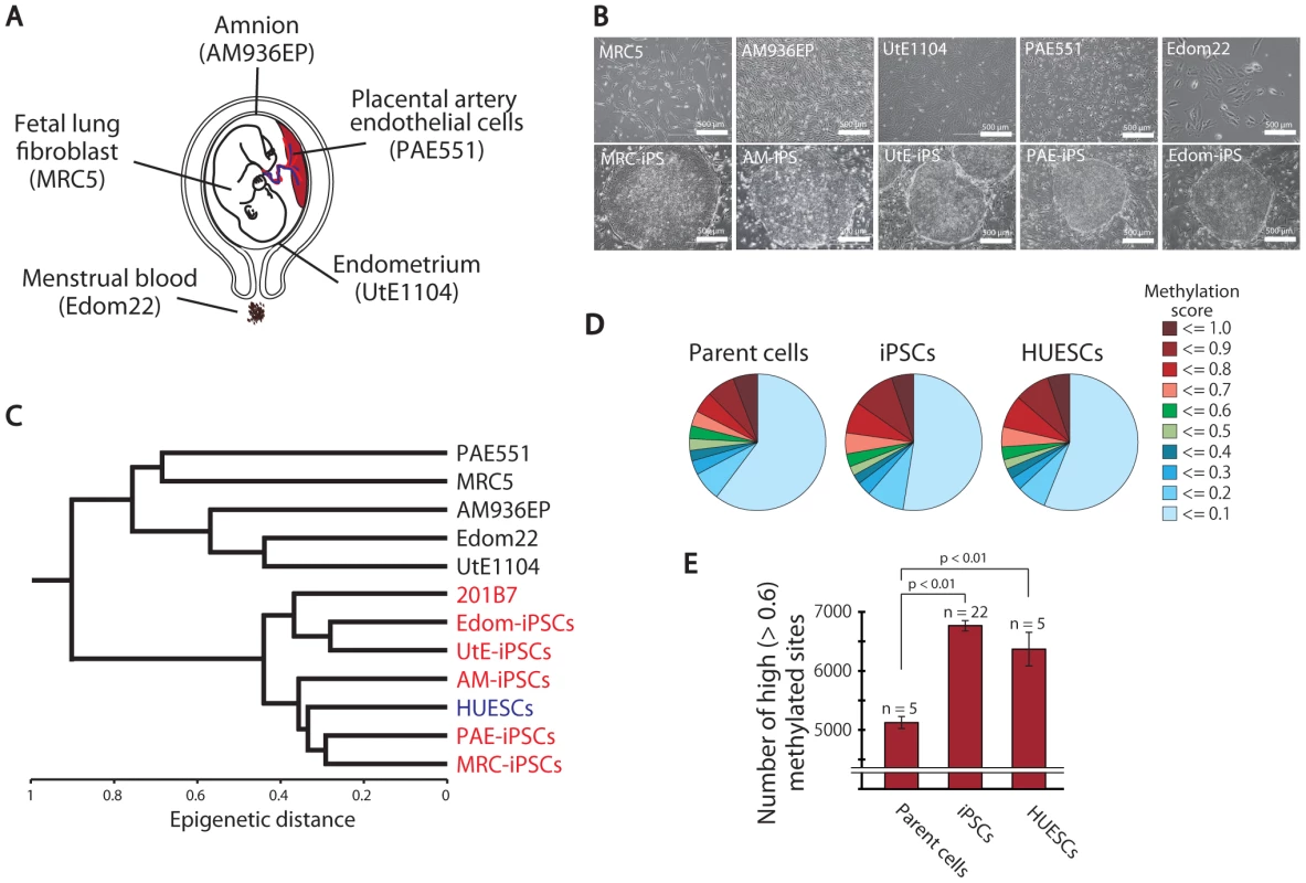Pluripotent stem cells are significantly more hyper-methylated than their parent cells.