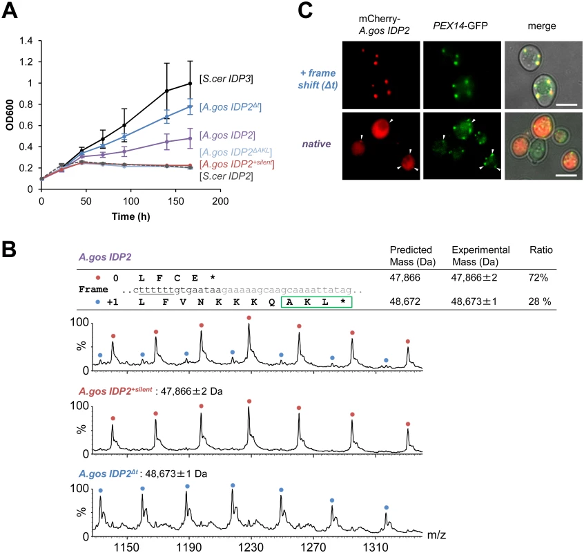 <i>A</i>. <i>gossypii IDP2</i> gene partially expresses a peroxisomal isoform by phenotypic frameshift mutation.