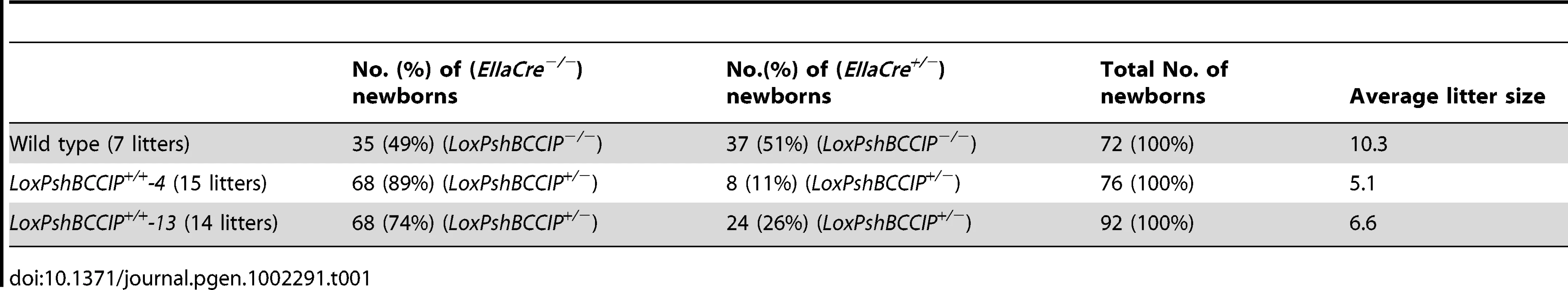Genotype distribution of newborns from cross-breeding between the two conditional LoxPshBCCIP<sup>+/+</sup> mouse lines with the EIIaCre<sup>+/−</sup> mice.