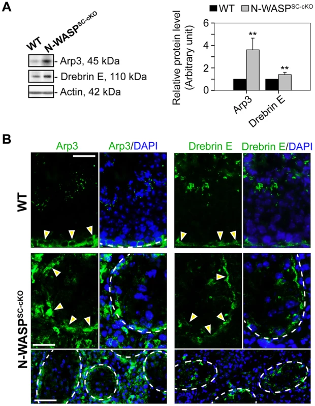 The branched microfilament regulators Arp3 and drebrin E are properly localized to the BTB in N-WASP<sup>SC-cKO</sup> tubules.