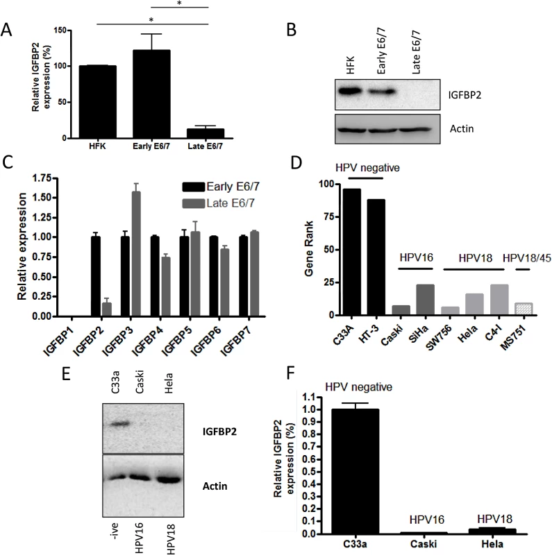 IGFBP2 is transcriptionally repressed in late-passage E6/7-HFKs and HPV positive cervical cancer cell lines.