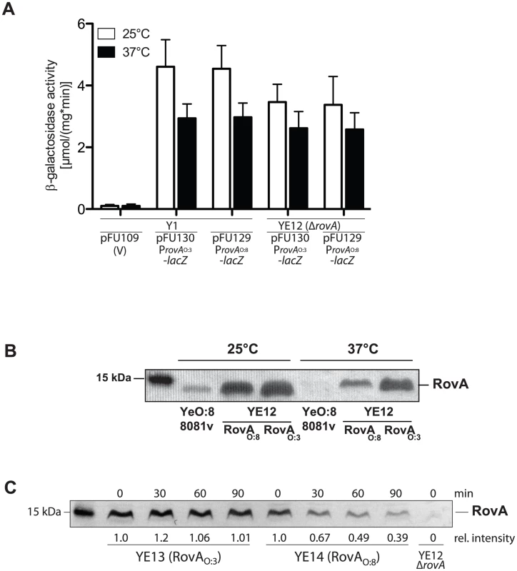 Analysis of RovA production and stability in <i>Y. enterocolitica</i> O:3.