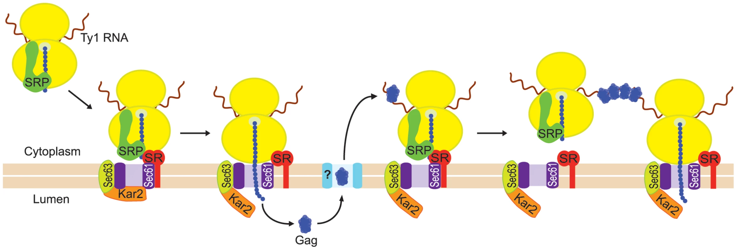 Model for nucleation of Ty1 retrosomes by coalescence of SRP-associated Ty1 translation complexes.