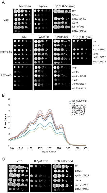 Role of YlUpc2 and YlSre1 in hypoxic growth, drug resistance and iron uptake.