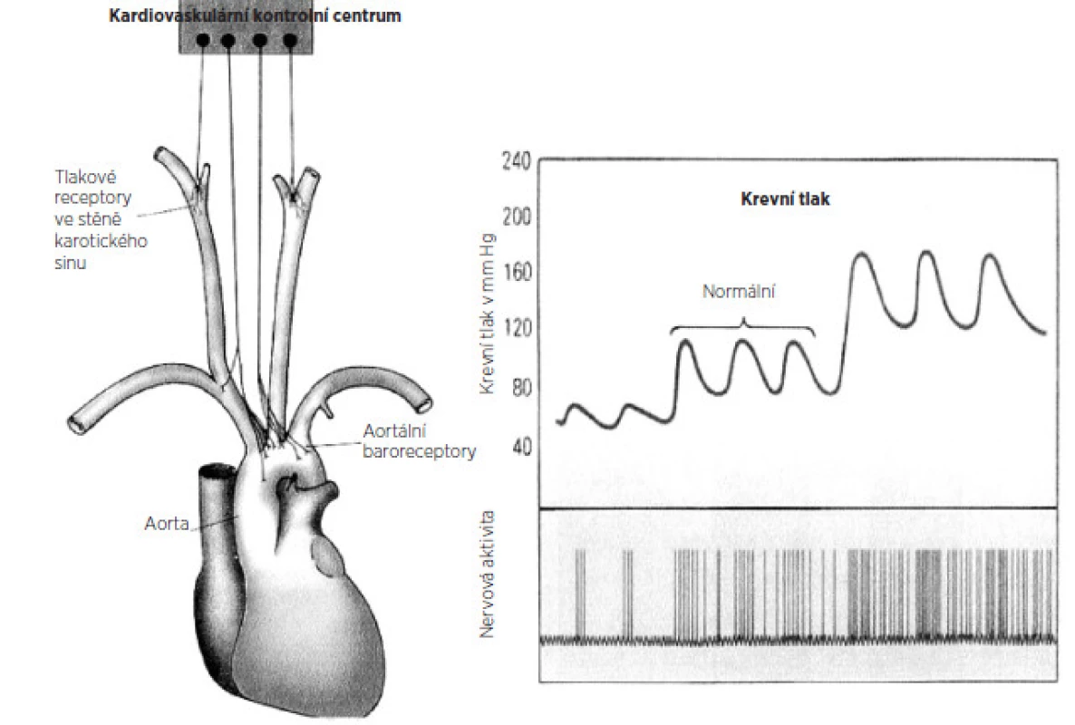 Baroreceptorový reflex