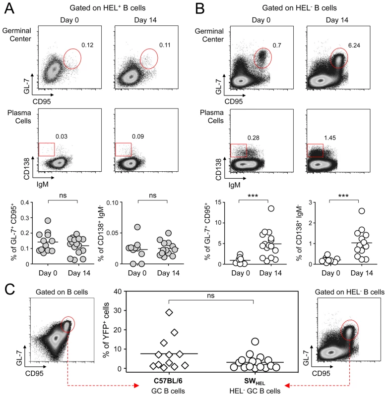GC and plasma cell differentiation are restricted to the HEL<sup>−</sup> B cells.