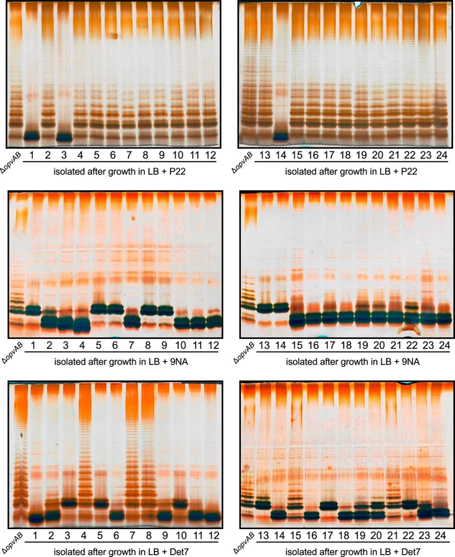 Mutational resistance to bacteriophage in a Δ<i>opvAB</i> strain.