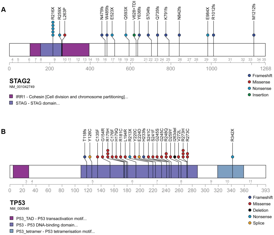 Mutational spectrum in <i>STAG2</i> (A) and <i>TP53</i> (B) on linear protein models.