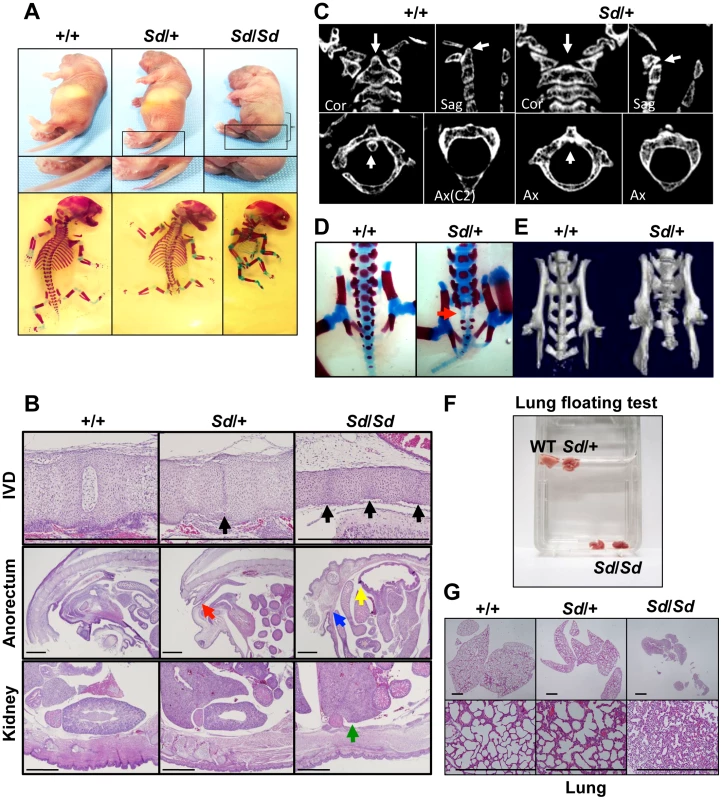 Morphology of <i>Sd</i> mice.