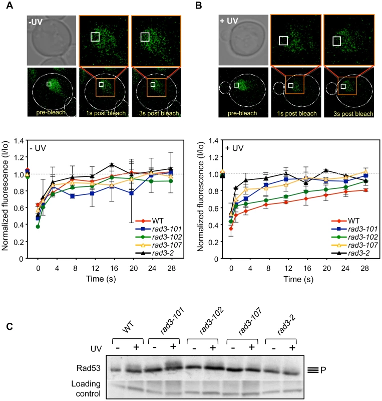 <i>In vivo</i> TFIIH complex dynamics in <i>rad3</i> mutants.