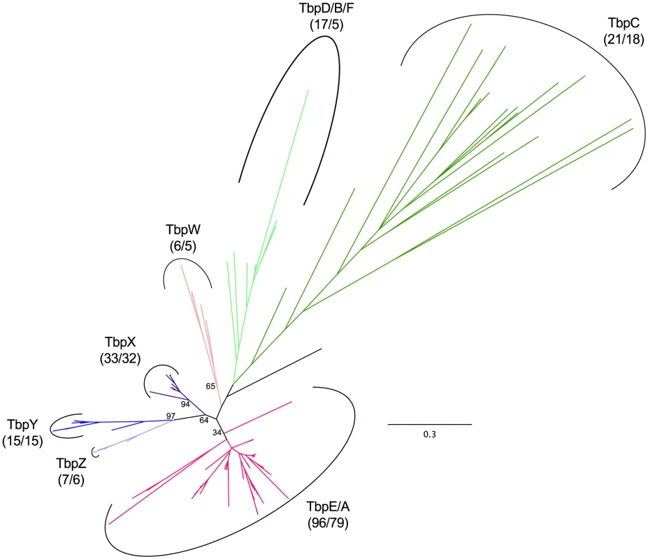Haloarchaeal TATA-binding protein phylogeny.