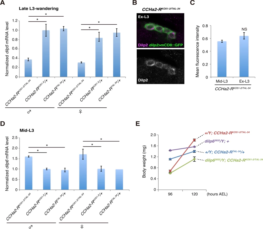 Growth recovery in <i>CCHa2-R</i> mutants is due to the up-regulation of <i>dilp6</i>.