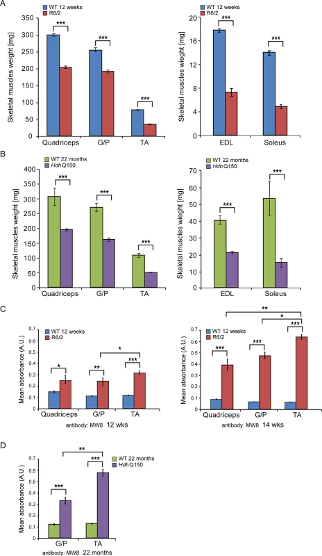 Morphometric and mutant huntingtin aggregation analysis of HD mouse model skeletal muscle.