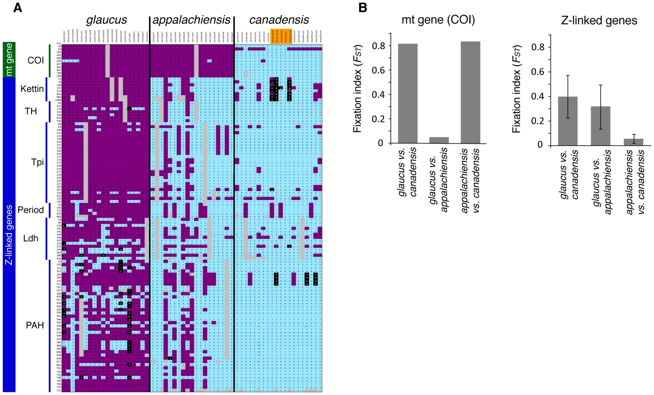 Genotypic differentiation between <i>glaucus</i> and <i>canadensis</i>, and the mismatch in mitochondrial and Z-linked genes in <i>appalachiensis</i>.