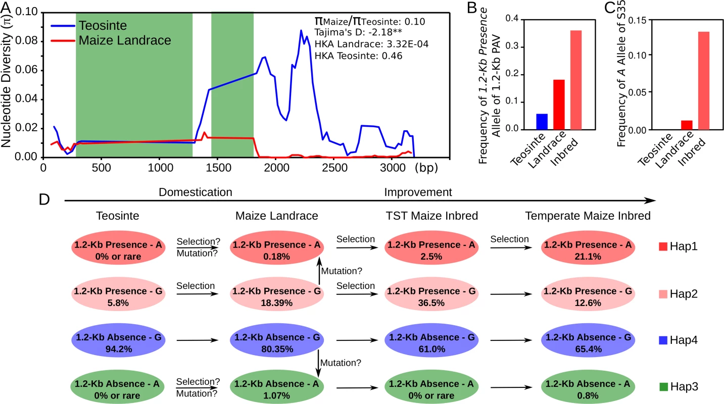 The evidence of significant selection in <i>KRN4</i> during maize domestication and improvement.