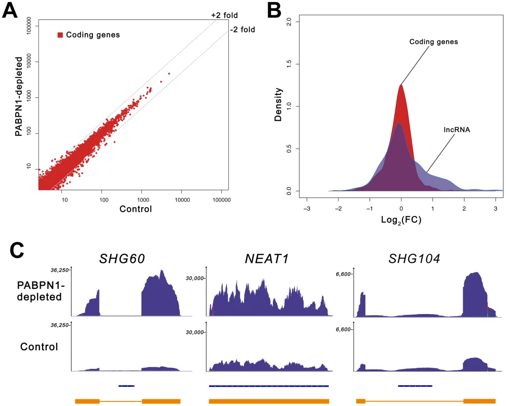 Loss of PABPN1 induces specific changes in gene expression.