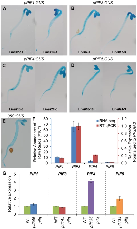 Expression patterns of PIF-encoding genes.