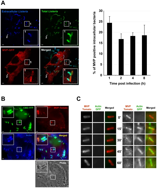 InlK/MVP interaction occurs in the cytosol, before actin polymerization.