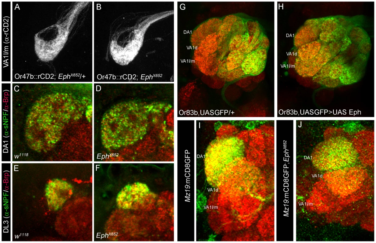 Eph function is not required for appropriate targeting of OSNs and uniglomerular PNs.