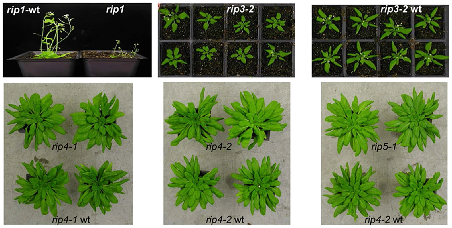 The <i>rip1</i> mutant is the only mutant in our study with a severe defective phenotype.