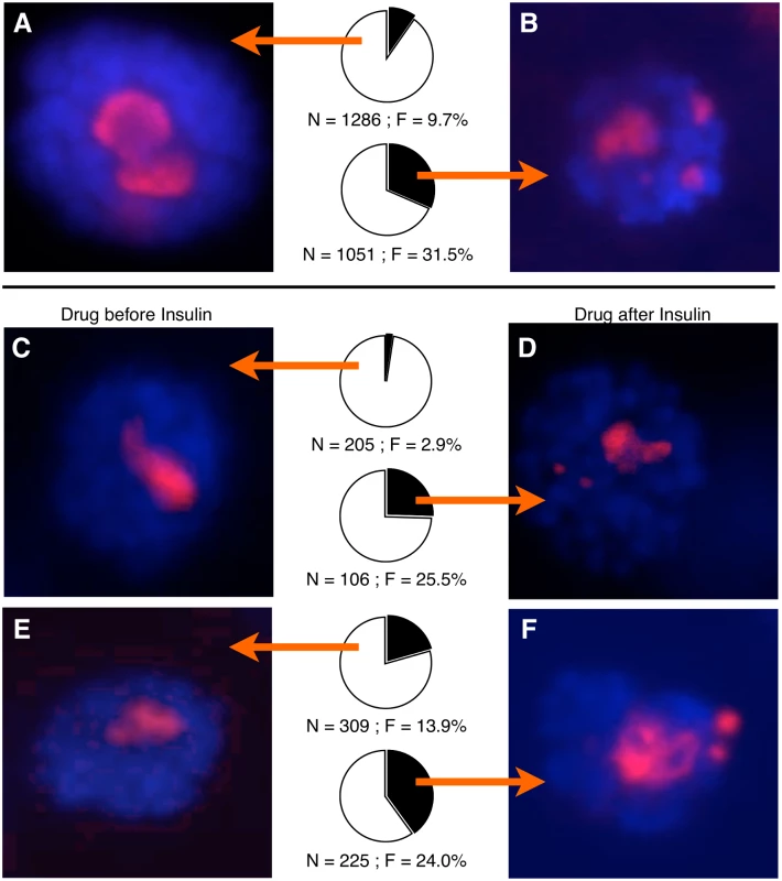 Pharmacological insulin treatment acts acutely to destabilize nucleoli.