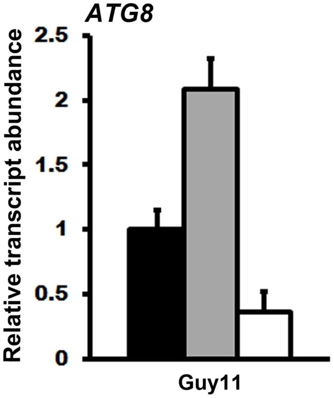 Exogenous ATP activates the TOR signaling pathway.