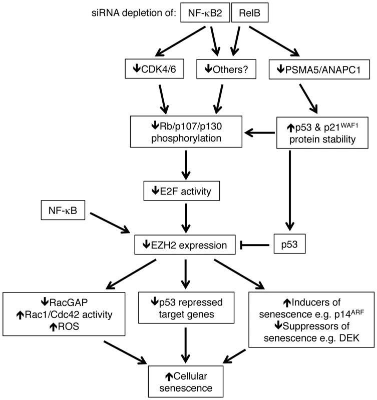 Summary of the results identified in this manuscript through which NF-κB2 and RelB regulate p53 dependent cellular senescence in primary human NHD fibroblasts.