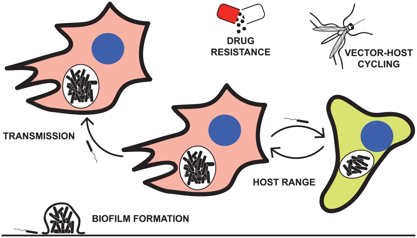Some of the pathogenic characteristics explored by laboratory passage models.